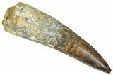 Bargain, Real Fossil Spinosaurus Tooth - Composite Tooth #365670-1